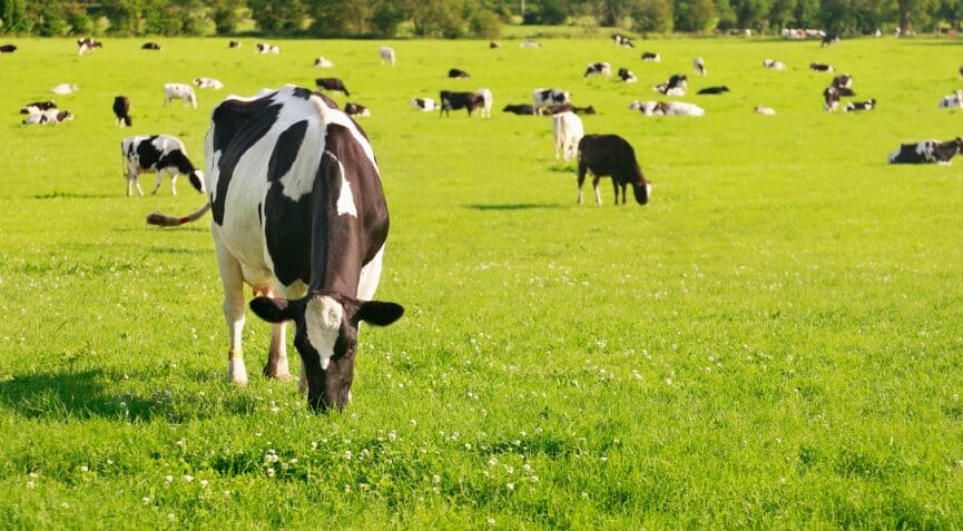 Brandon Bioscience: Maximising Nitrogen Use Efficiency