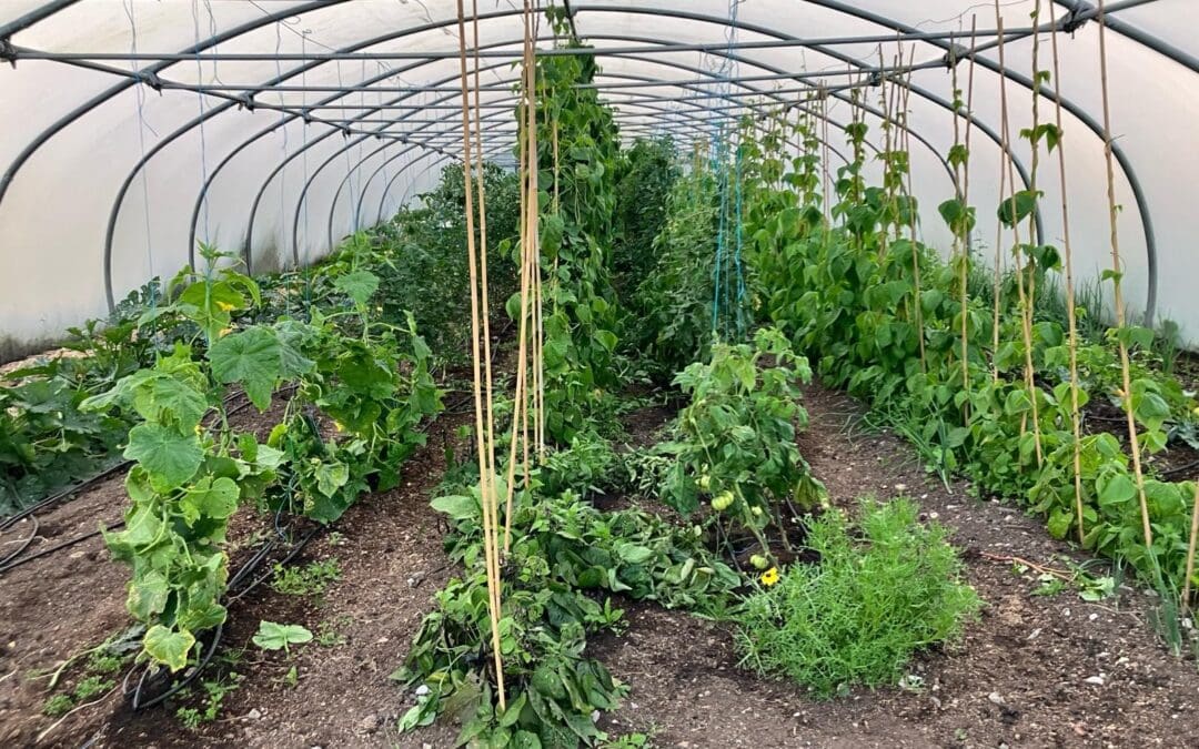 Commercial Horticulture Sector Scheme Now Open