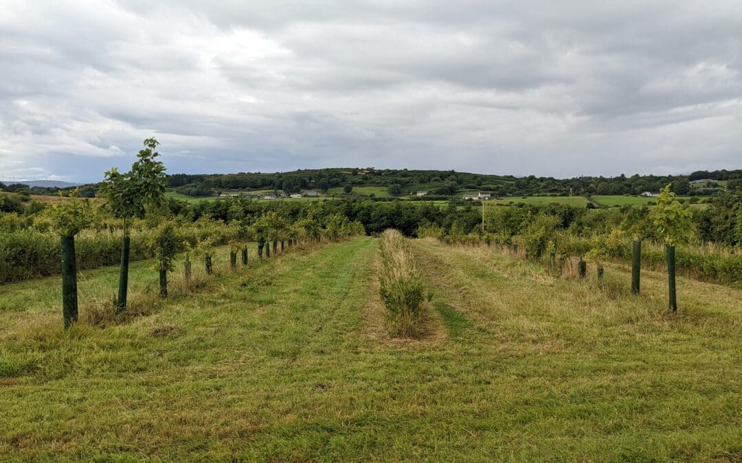 The Role of DAFM in Advancing Forest Research in Ireland