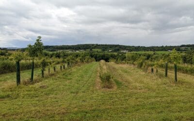 The Role of DAFM in Advancing Forest Research in Ireland