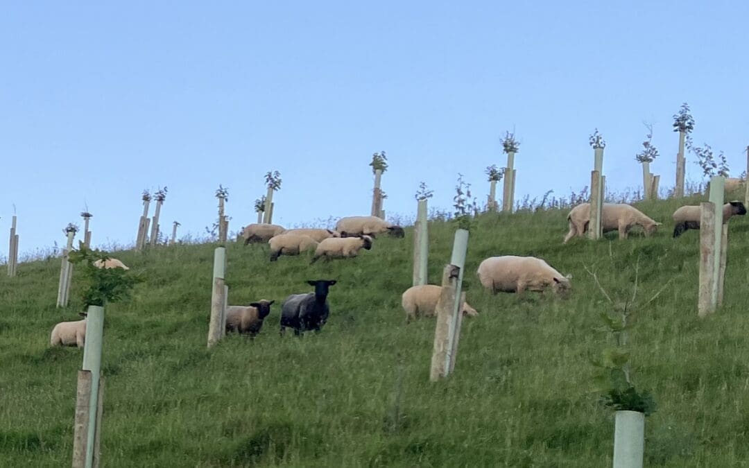 Agroforestry: Bridging Agriculture, Forestry, and Environment