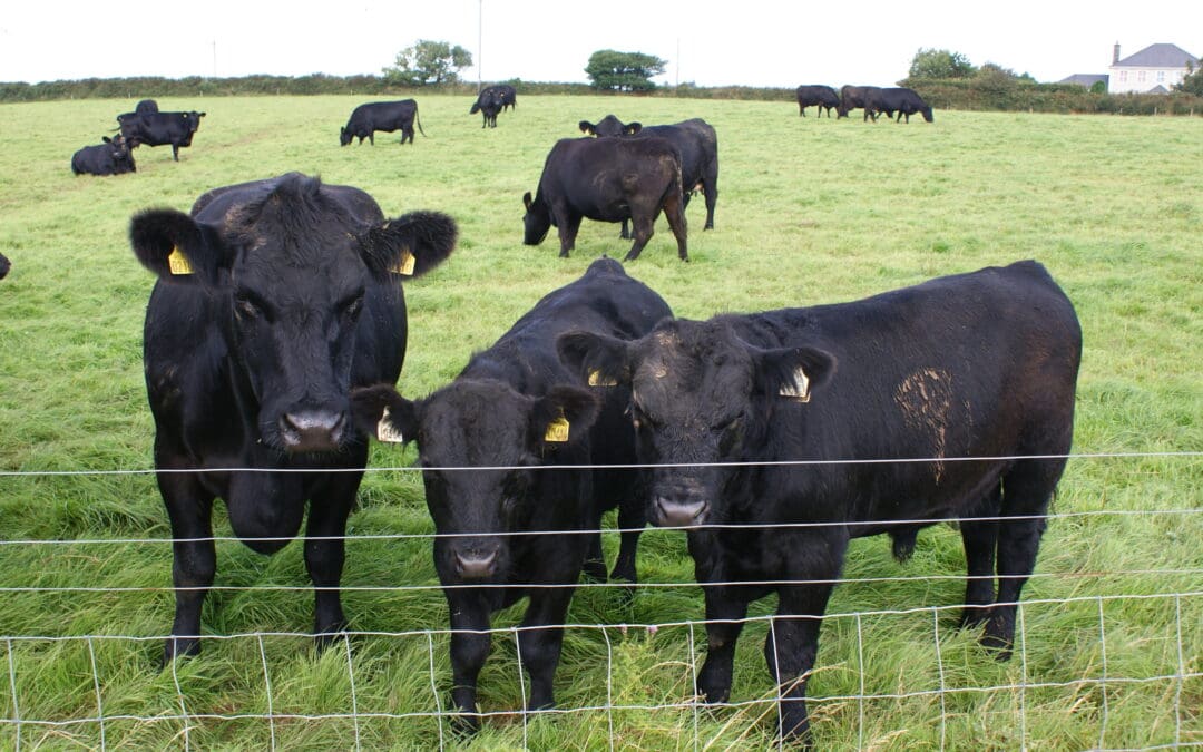 Organic farming industry grows with 700 new applicants for 2025