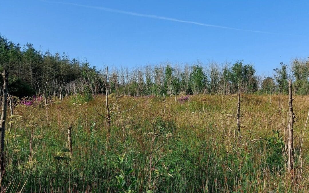 Award Winning Ilaun Farm Forest Alliance