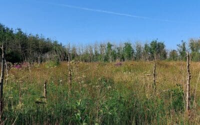 Award Winning Ilaun Farm Forest Alliance