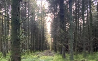 Schemes and Grants in Forestry & Agroforestry