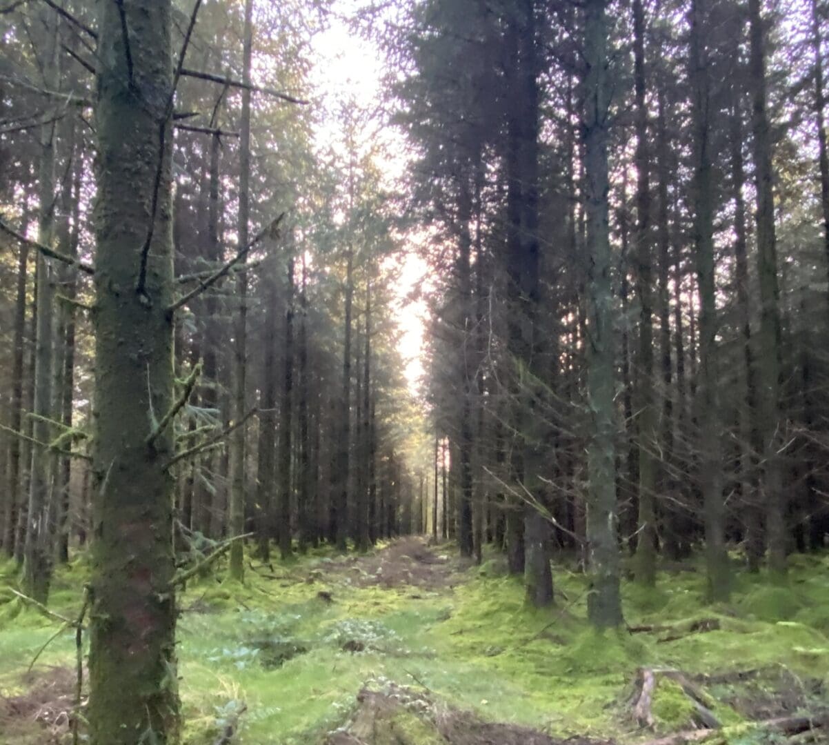 Schemes and Grants in Forestry and Agroforestry