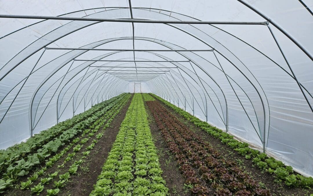 Innovation and Diversification Schemes in Horticulture Opens