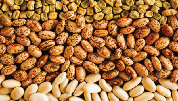 Handbook For Production & Consumption of Sustainable Legumes