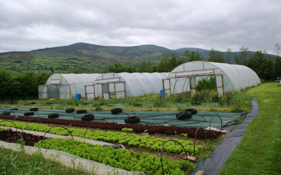 Irish Horticulture Sector Continued to Grow in 2024