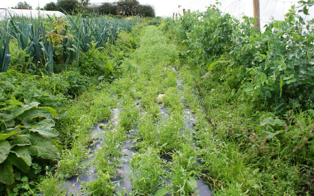 New €3 million Call for Proposals for Organic Sector Development