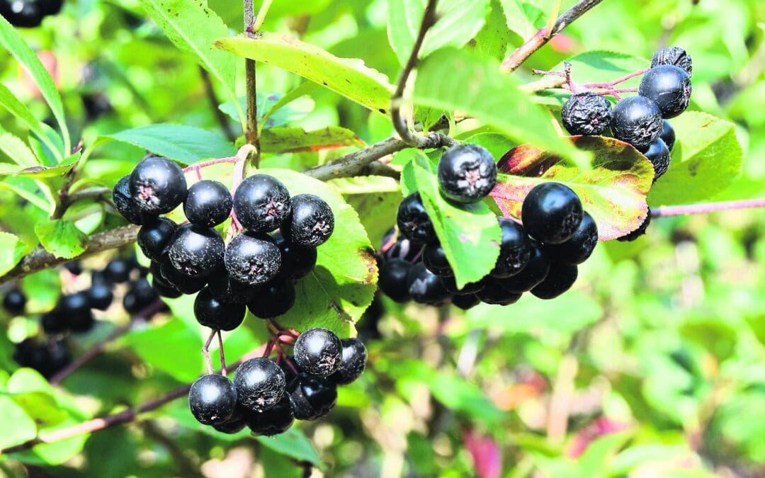 Spotlight on Innovation in Agriculture