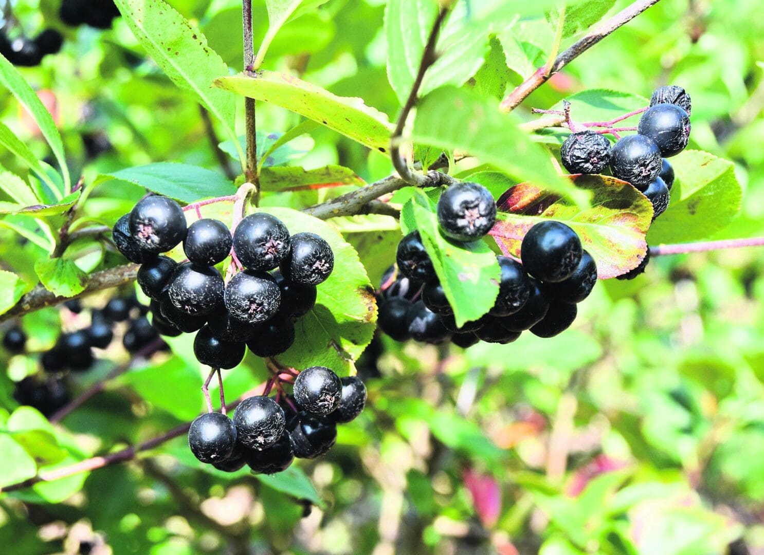 aronia berries Aronia Berries