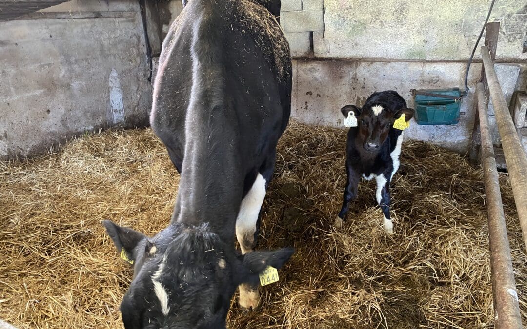 €4 Million National Dairy Beef Weighing Scheme