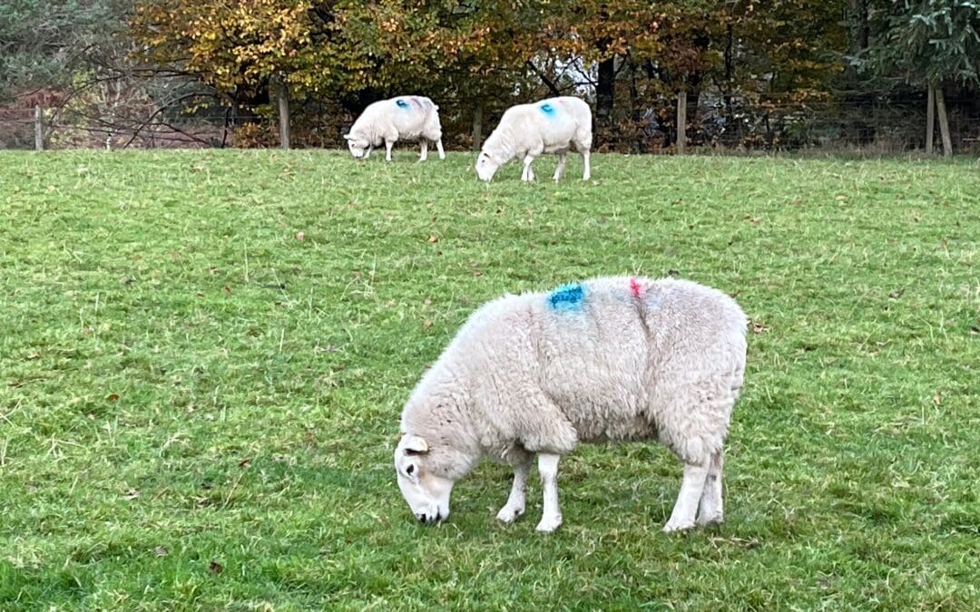 New €22 million National Sheep Welfare Scheme Opens