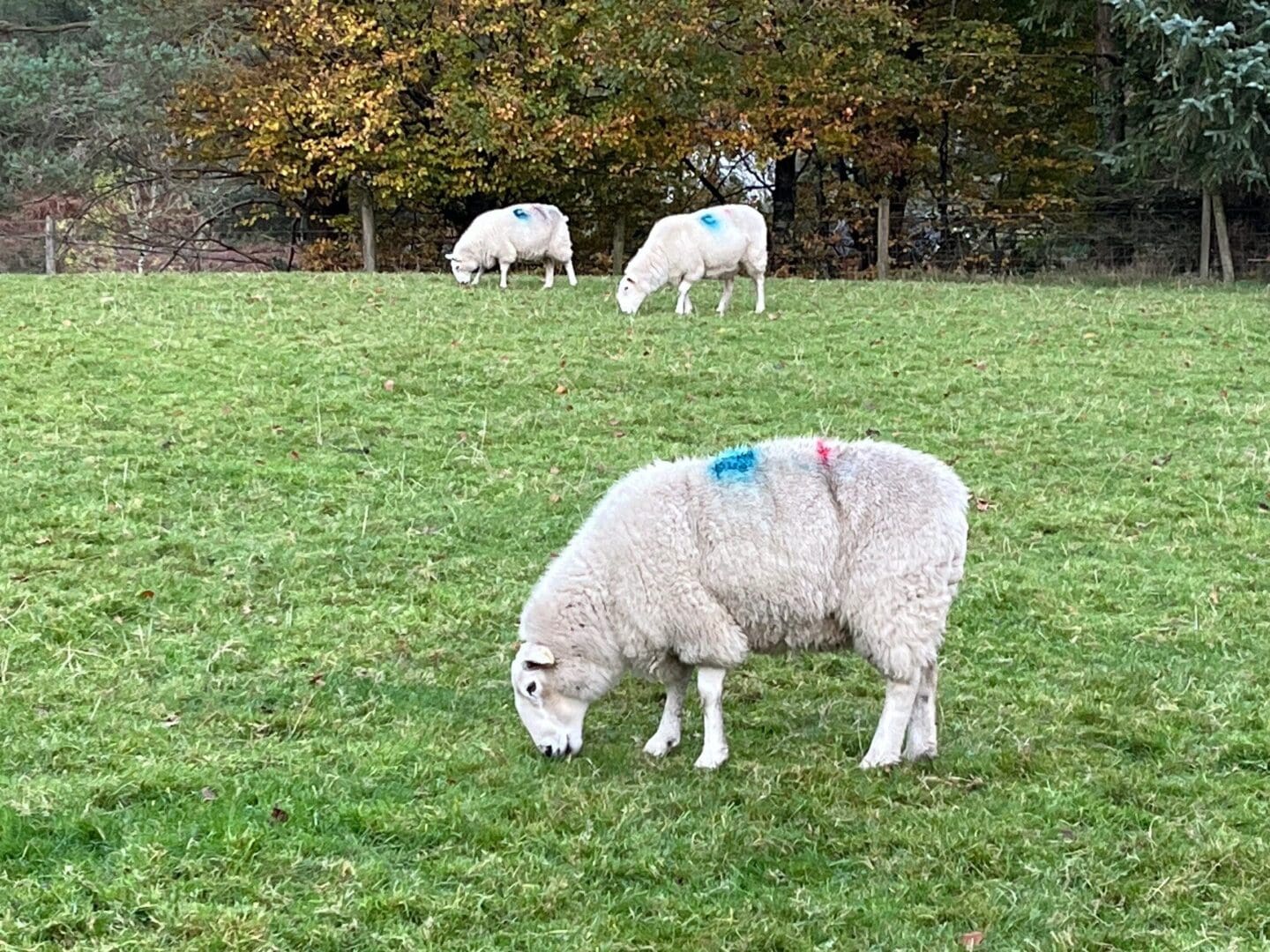 Sheep Grazing in a Field