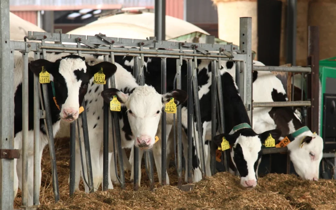 Payments Begin for Dairy Beef Welfare Scheme