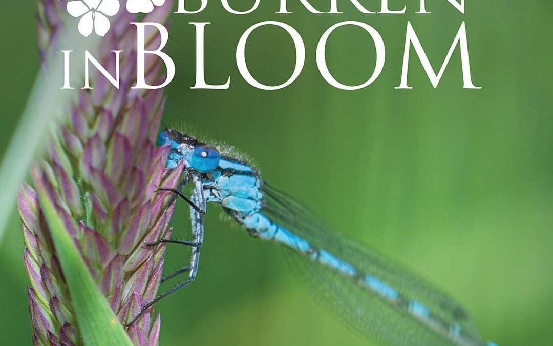 Burren in Bloom Returns for 2025