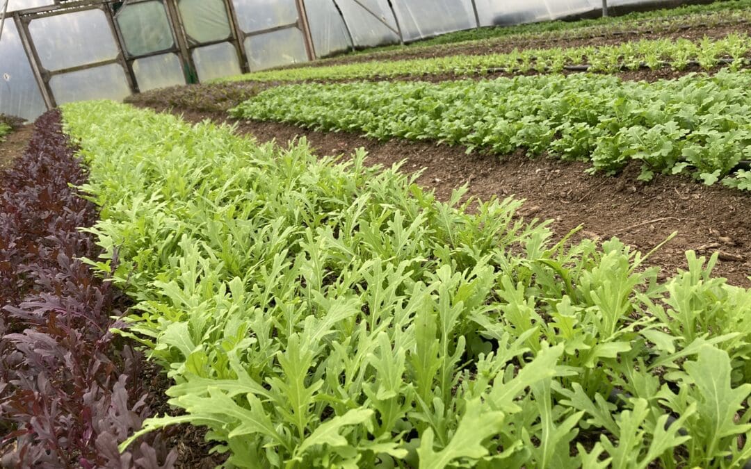 New Measure to Support Producer Organisations Announced