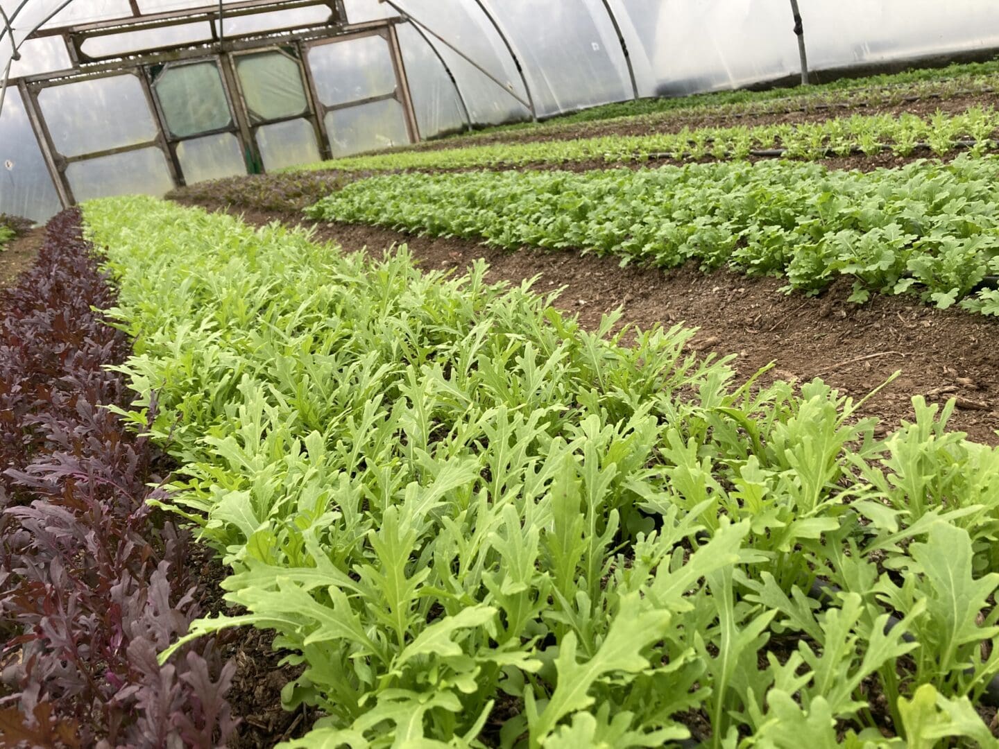 Gorse farm Salad Leaves