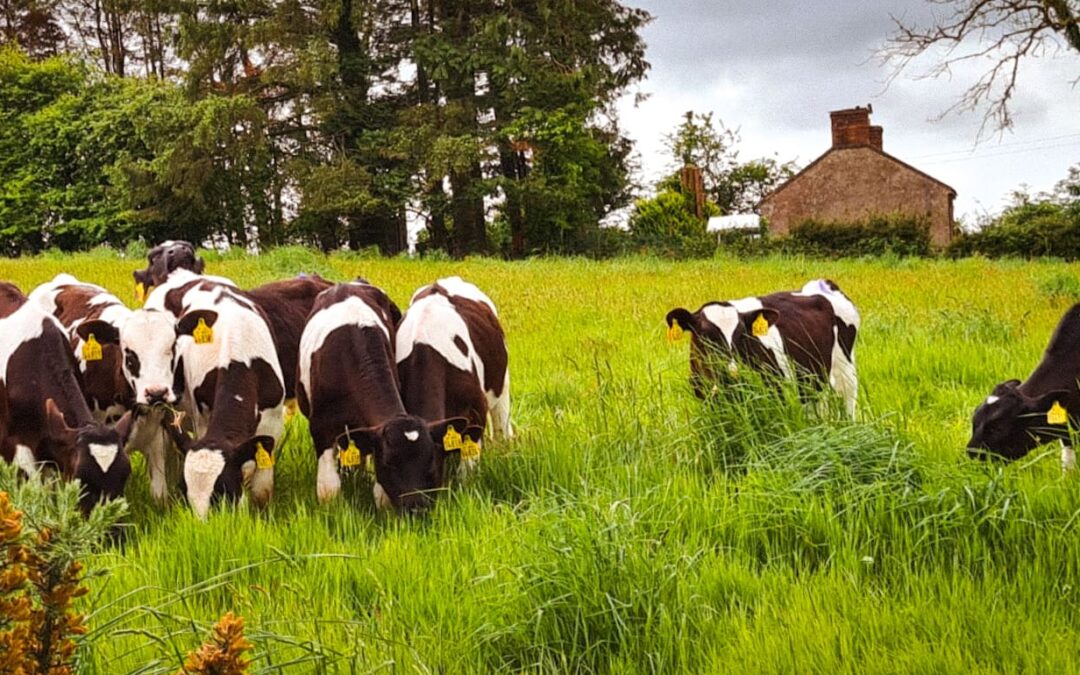 Dairy Beef Welfare Scheme Reopens for New Applicants