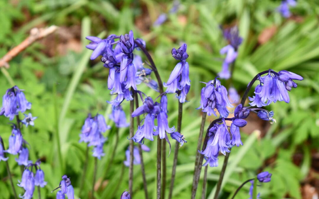 What is Biodiversity and How Can We Help?