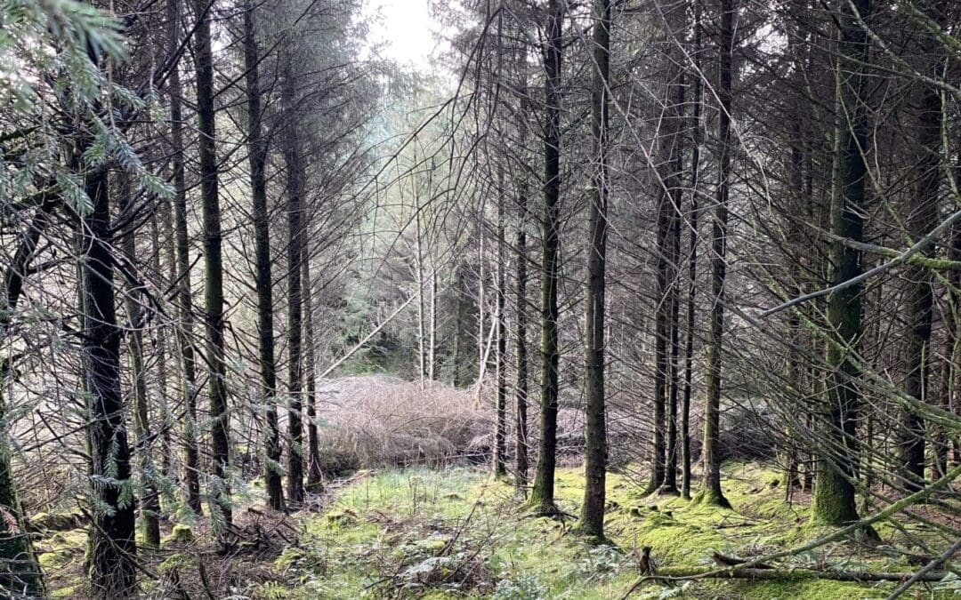 Open Call for Proposals for Forestry Skills Training 2025 – 2026*