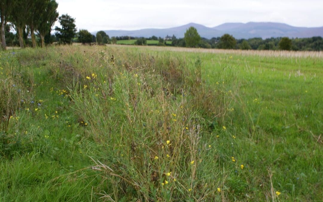 New Call for Proposals for Nature on Arable Farmland*