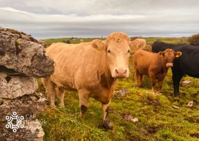 Regen Ireland EIP: Regenerating Irish soils through farming