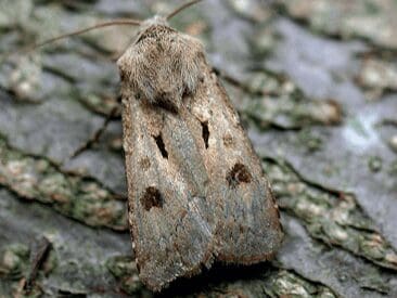 A farmer-led moth monitoring scheme to engage farmers in citizen science for pollinators