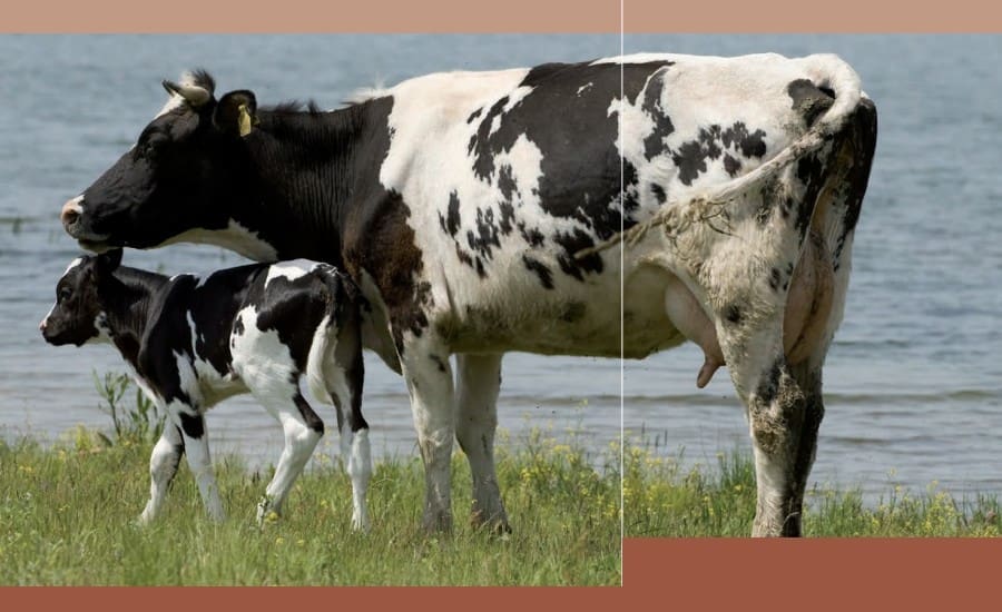 Farm Guidebooks on Natural Remedies for Livestock Health